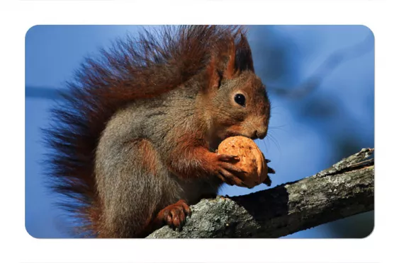 Frühstücksbrettchen Eichhörnchen