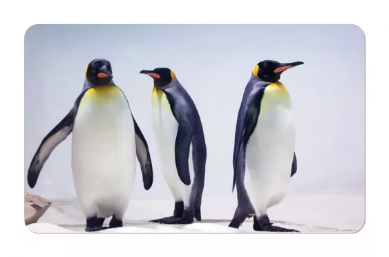 Frühstücksbrettchen Sealife Pinguine