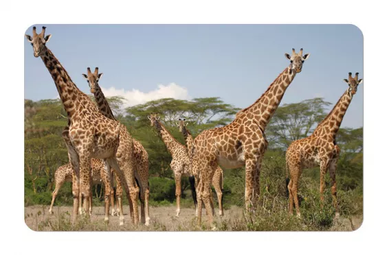 Frühstücksbrettchen Wildtiere Giraffen