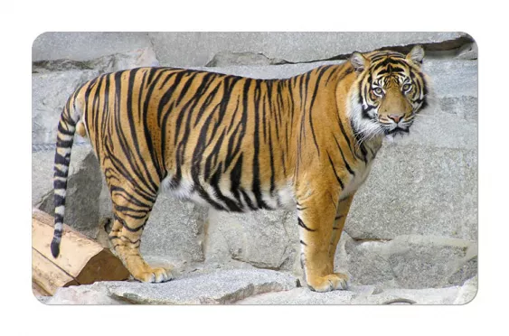 Frühstücksbrettchen Wildtiere Tiger
