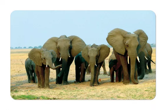 Frühstücksbrettchen Wildtiere Elefanten