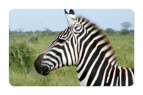 Frühstücksbrettchen Wildtiere Zebra