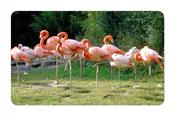 Frühstücksbrettchen Wildtiere Flamingos